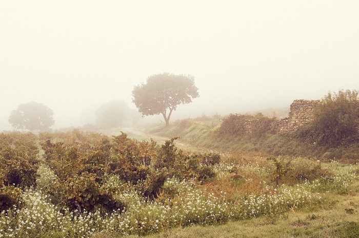 Chemin dans les vignes sous le brouillard symbolisant la débrouillardise rurale