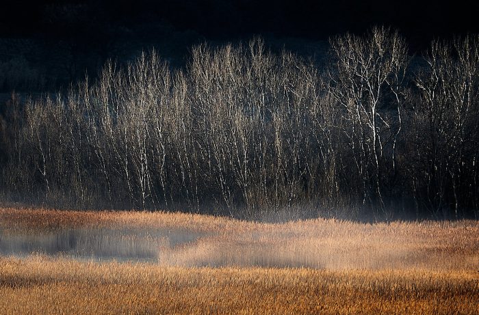 Troncs de peupliers brillants sur roselière dans le brouillard, scène de débrouillardise naturelle
