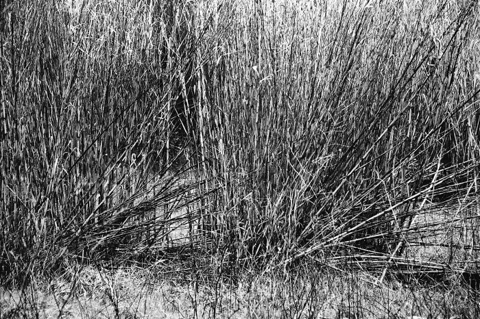 Cannes de Provence en bouquet