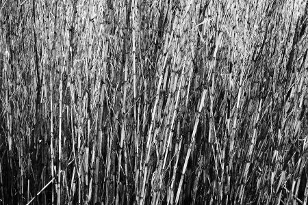 Bouquet de cannes de Provence