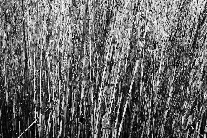 Bouquet de cannes de Provence