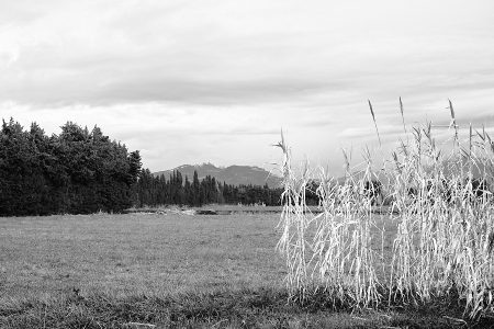 Rangée de cannes de Provence au bord du chemin