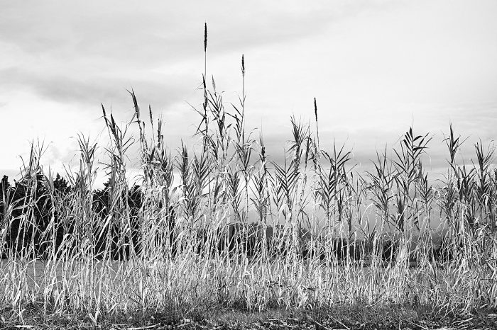 Rangée de cannes de Provence au bord du chemin