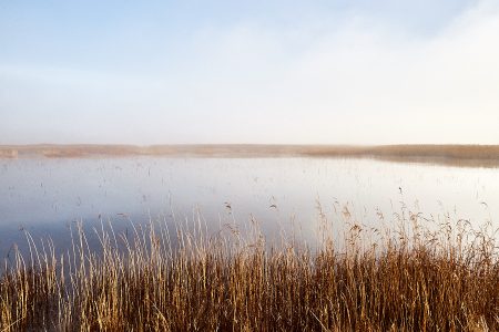 Rives d’un étang émergeant du brouillard, évocation de la débrouillardise