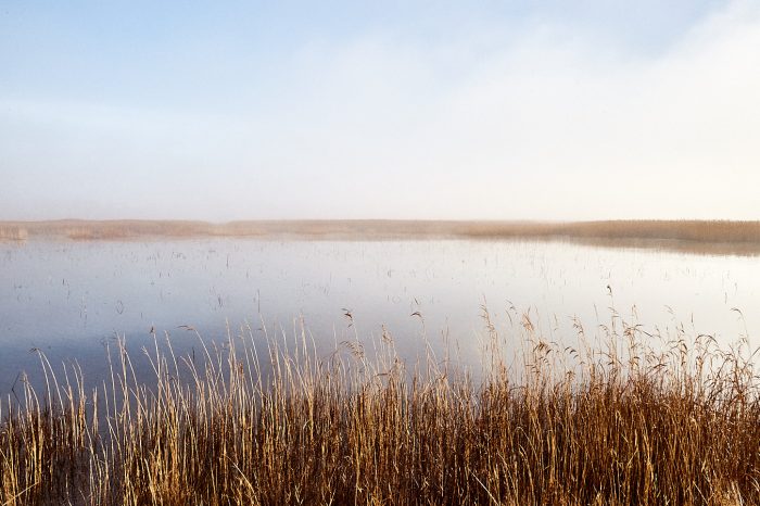 Rives d’un étang émergeant du brouillard, évocation de la débrouillardise