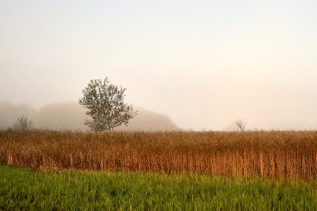 Roselière enveloppée de brouillard reflétant la débrouillardise naturelle