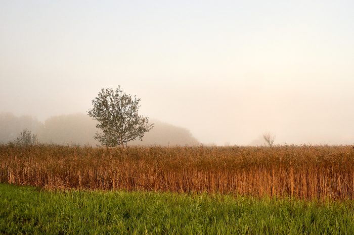 Roselière enveloppée de brouillard reflétant la débrouillardise naturelle