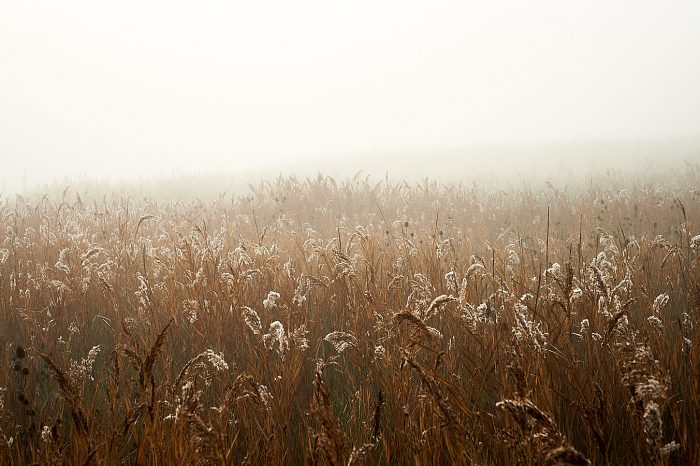 Roseaux à contre-jour dans le brouillard, image de débrouillardise végétale