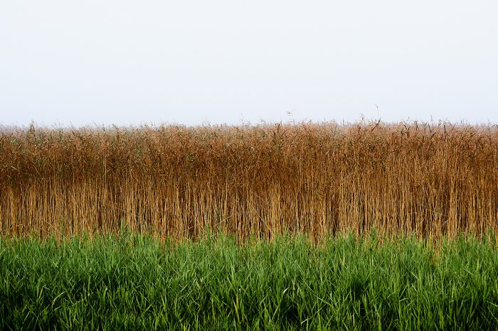 Roseaux sous le brouillard illustrant la débrouillardise du milieu humide