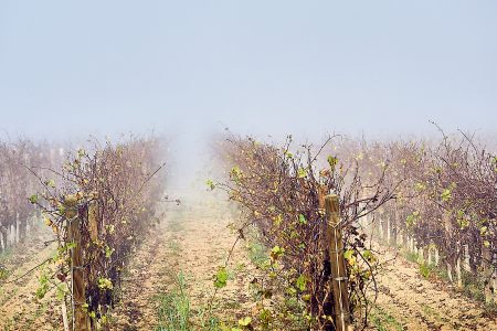 Rangées de vignes dans le brouillard représentant la débrouillardise viticole