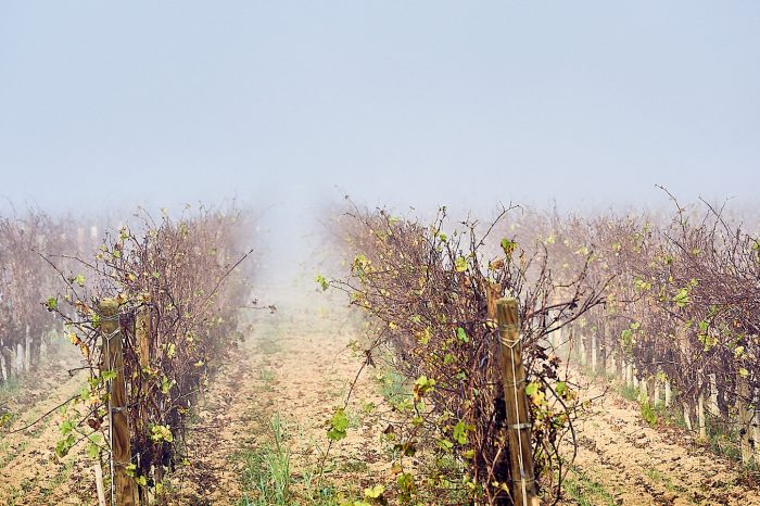 Rangées de vignes dans le brouillard représentant la débrouillardise viticole