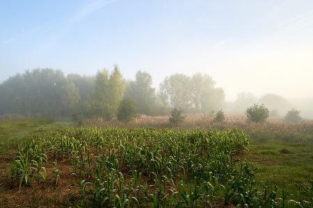 Soleil du matin éclairant la végétation sortant du brouillard, symbole de débrouillardise