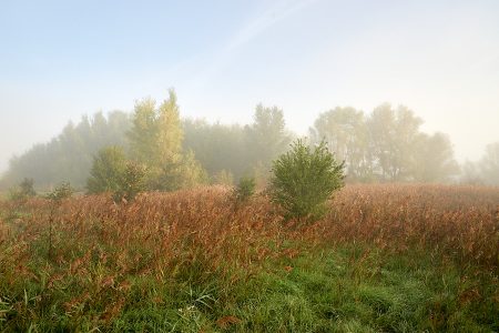 Végétation sortant du brouillard, manifestation de la débrouillardise matinale