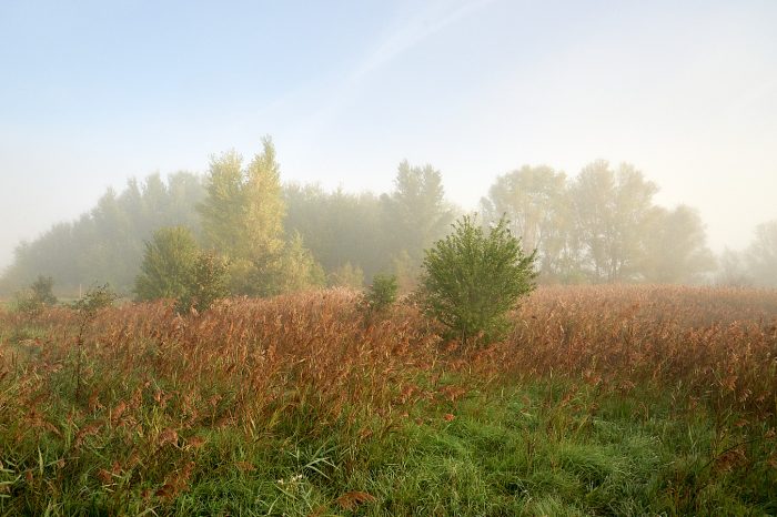 Végétation sortant du brouillard, manifestation de la débrouillardise matinale
