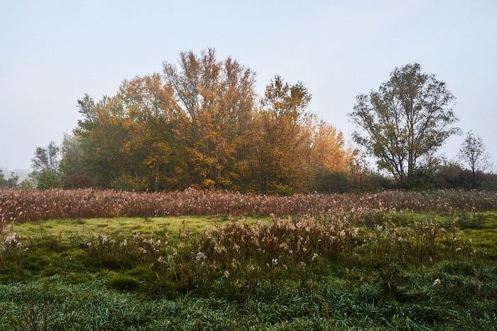 Réveil de la végétation dans le brouillard incarnant la débrouillardise environnementale