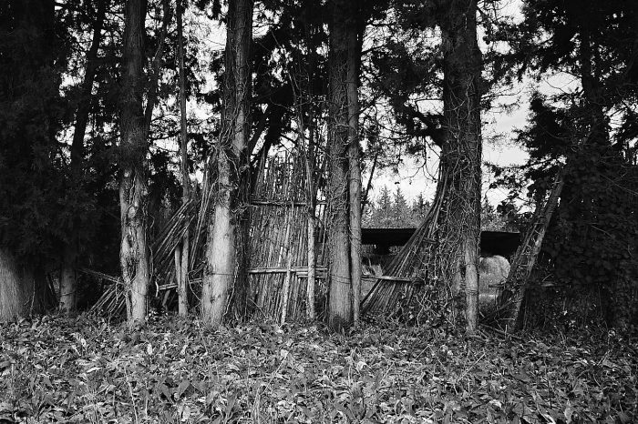 Vestiges de cannisses en cannes de Provence