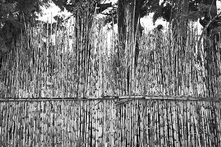 Rideau de cannes de Provence