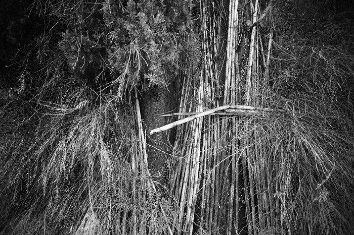 Ancienne cannisse en cannes de Provence