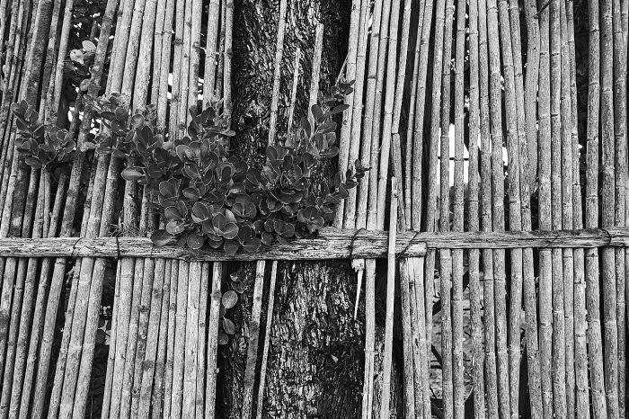 Végétation traversant des cannisses en cannes de Provence