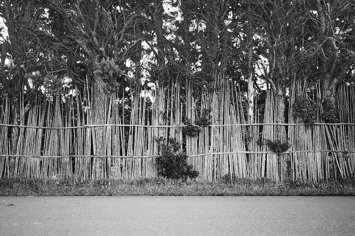 Palissade en cannes de Provence le long d'une route