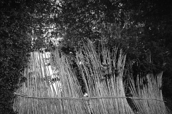 Cannisses brise-vent en cannes de Provence entre les cyprès