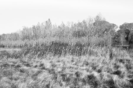 Cannes de Provence parmi les peupliers et les phragmites