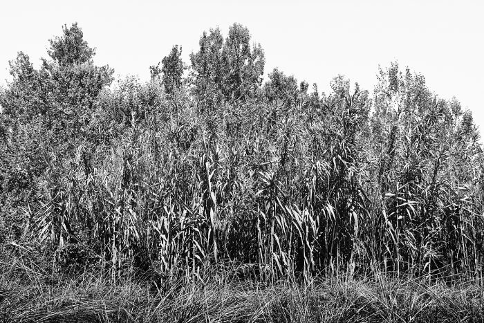 Cannes de Provence, cannier sauvage