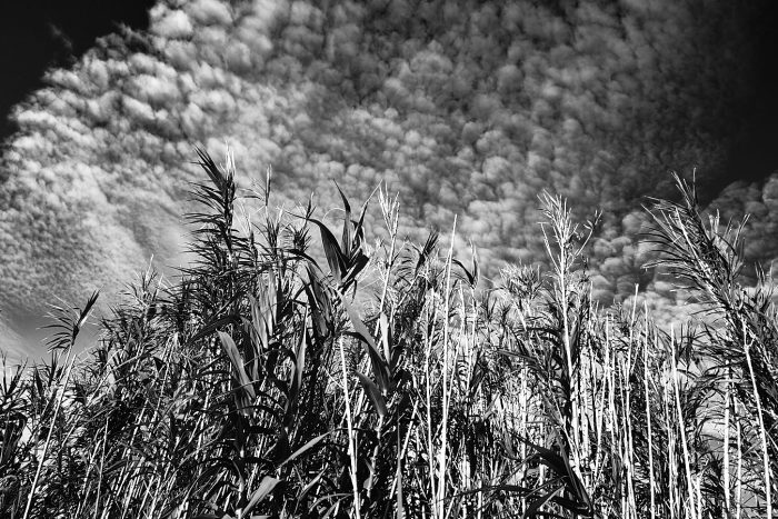 Cannier sous le ciel nuageux de Provence