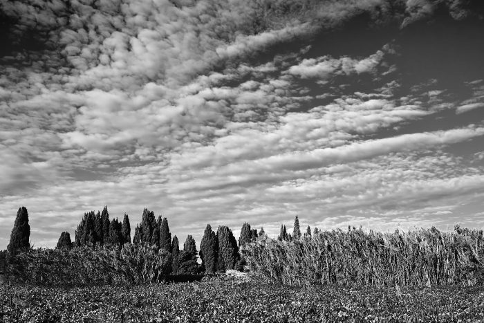 Cannes de Provence en bordure d'un champ sous le ciel