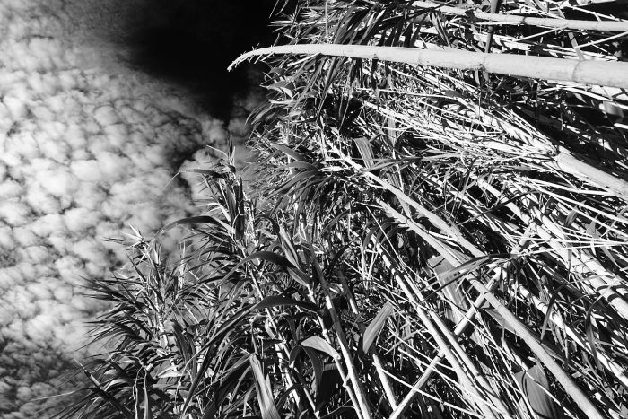Tiges de cannes de Provence élancées vers le ciel