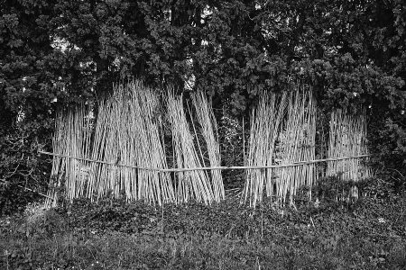 Cannes de Provence brise-vent