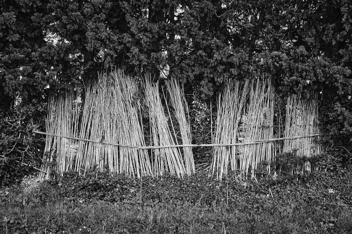 Cannes de Provence brise-vent
