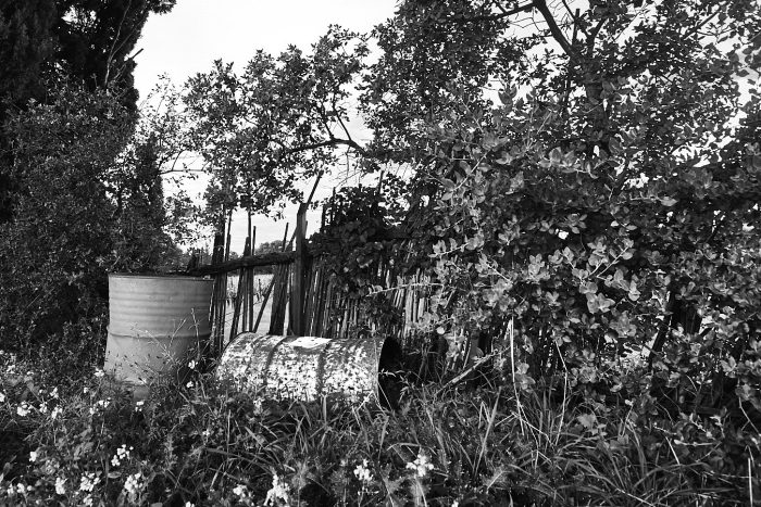 Cannes de Provence en clôture de champ