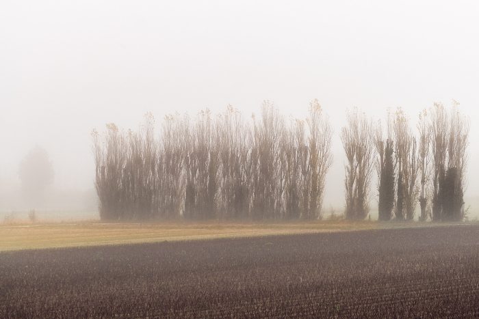 Photographie de peupliers dans le brouillard illustrant la débrouillardise en paysage naturel