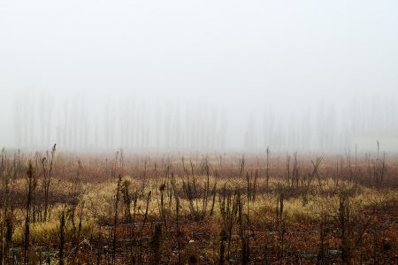 Rang de peupliers dans le brouillard