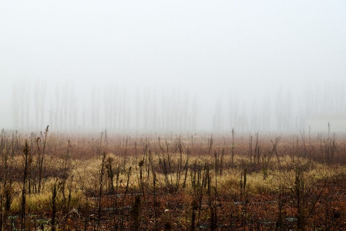 Rang de peupliers dans le brouillard
