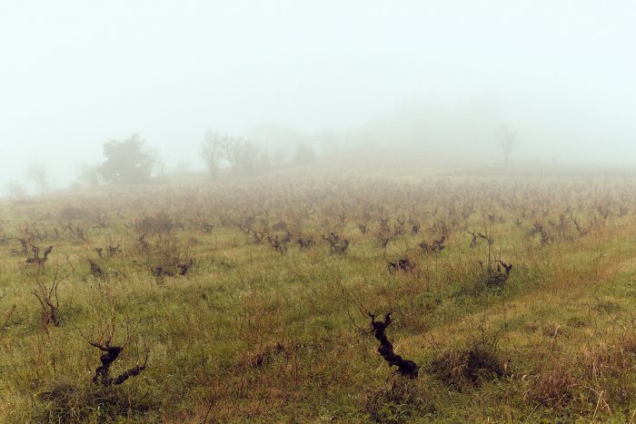 Vignes dans le brouillard