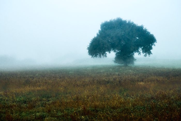 Arbre isolé dans le brouillard en débrouillardise
