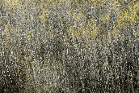 Branches entremêlées de peupliers, paysage de nature