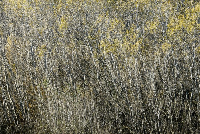 Branches entremêlées de peupliers, paysage de nature