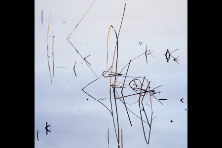 location d'exposition calligraphie végétale, affiche