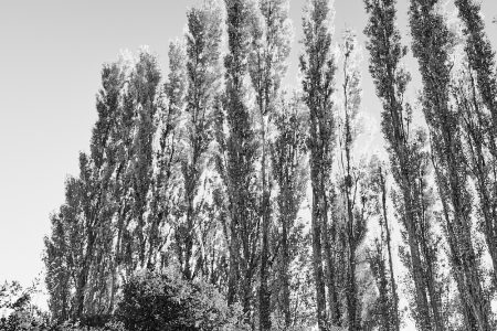 Lignes élégantes des branchages de peupliers sentinelles, ombres portées, photographie artistique