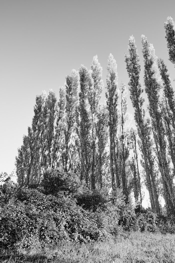 Lignes élégantes des branchages de peupliers sentinelles, ombres portées, photographie artistique