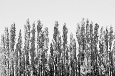 Alignement de peupliers sentinelles, lignes épurées, lumière enflammant le feuillage, photographie graphique