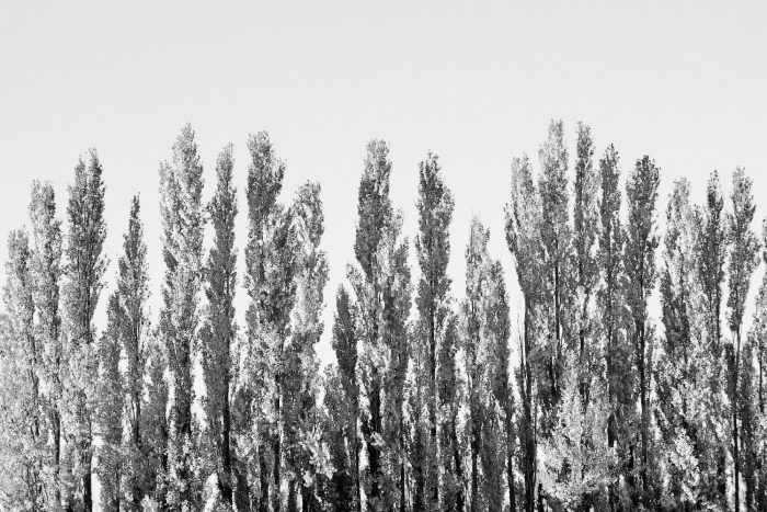 Alignement de peupliers sentinelles, lignes épurées, lumière enflammant le feuillage, photographie graphique