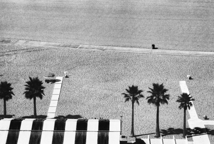 Bain de soleil sur la plage de Santa Monica à l'ombre des plamiers