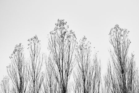Bouquet de peupliers sentinelles à contre-jour, silhouettes graphiques, noir et blanc, Provence