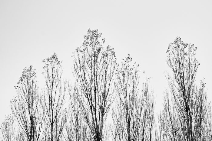 Bouquet de peupliers sentinelles à contre-jour, silhouettes graphiques, noir et blanc, Provence