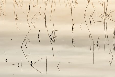Calligraphie végétale