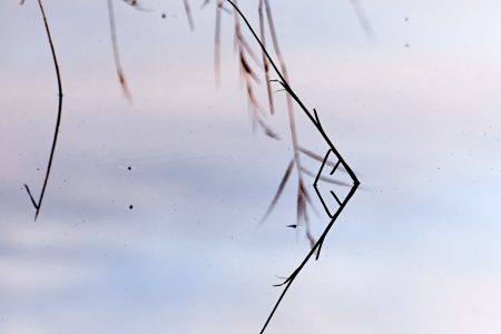 Calligraphie végétale